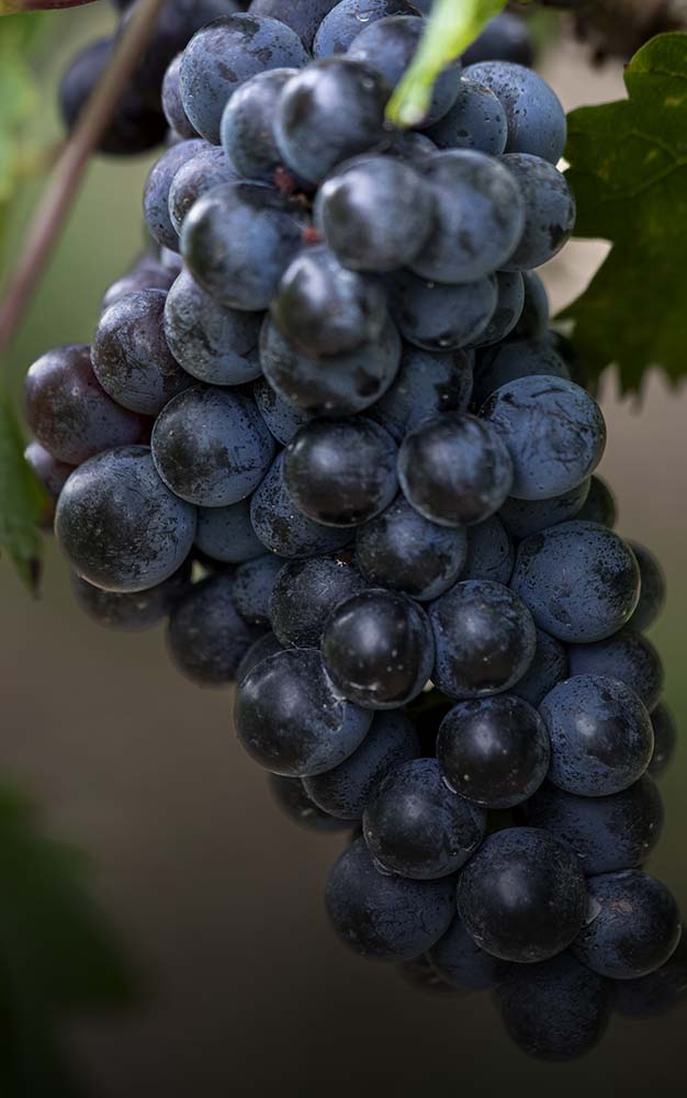 cab franc vineyards in north east pa