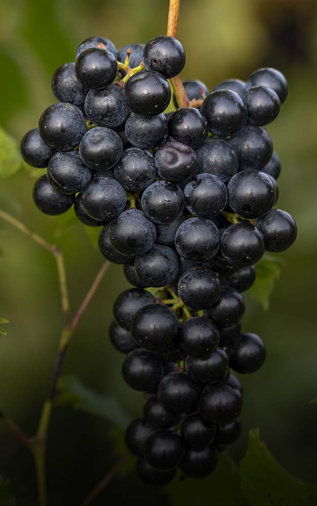 chambourcin vineyards in north east pa