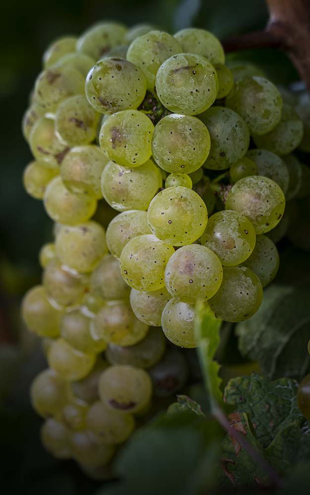 riesling wine grape vineyards in north east pa